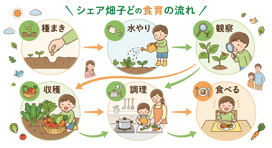 シェア畑の食育体験の流れ。種まき、水やり、観察、収穫、調理、食べるまでを図解